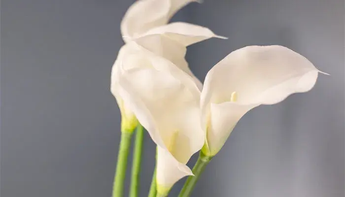 马蹄莲花语是什么意思