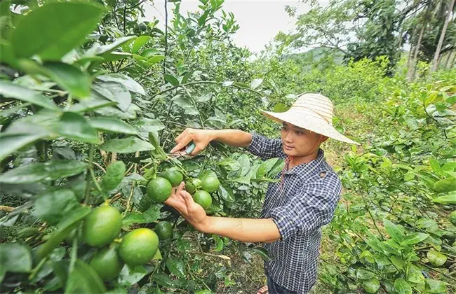 栽培柠檬的小心事项