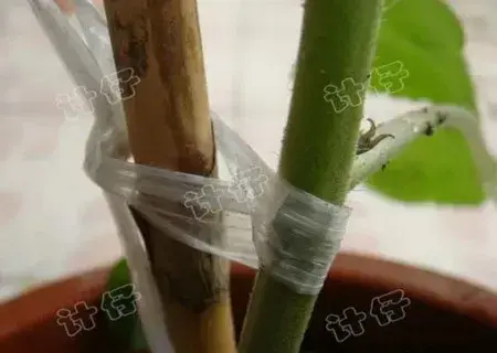 花卉果蔬盆景 | 盆栽西红柿种植方法