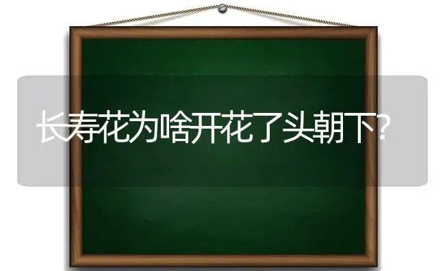 长寿花为啥开花了头朝下？ | 多肉养殖