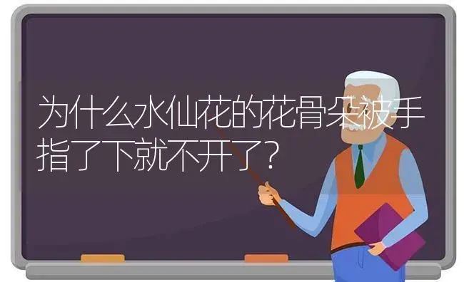 为什么水仙花的花骨朵被手指了下就不开了？ | 绿植常识