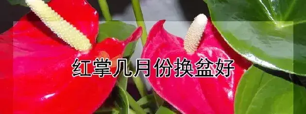 红掌几月份换盆好