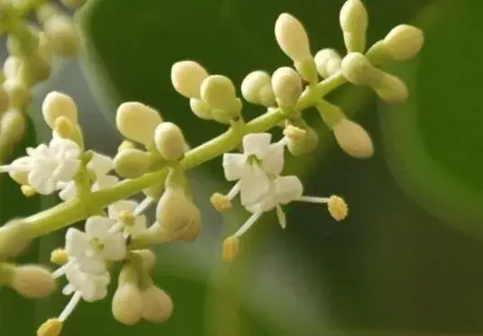 冬青的花语是什么，冬青的传说故事/花语为生命