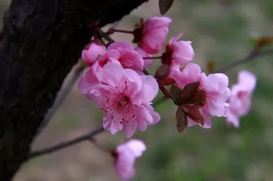 美人梅的花语和文化背景，寓意心只属于你