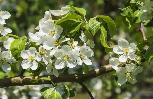 苹果树花期管理要点