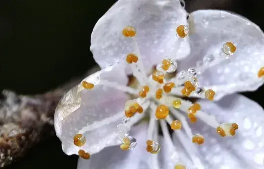 桃花树能活多少年