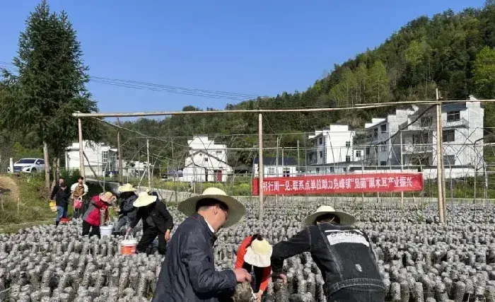 凫峰镇木耳丰收，打造“凫菌”品牌