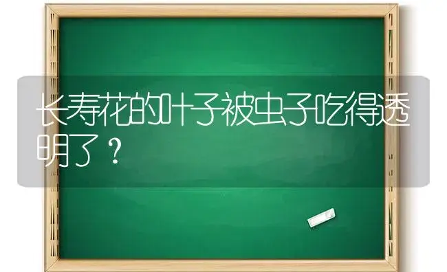 长寿花的叶子被虫子吃得透明了？ | 多肉养殖