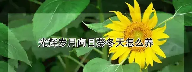 光辉岁月向日葵冬天怎么养