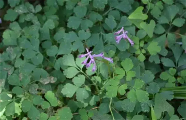 夏季无的栽培技术