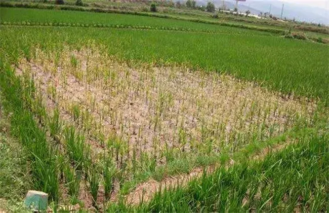 水稻药害症状及防治和治疗办法