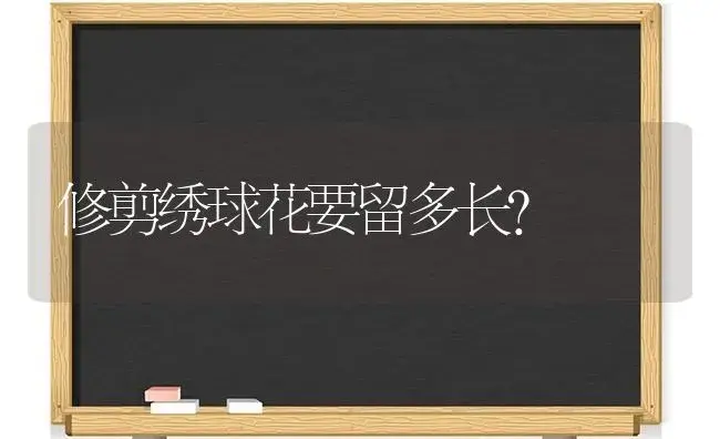 修剪绣球花要留多长？ | 绿植常识