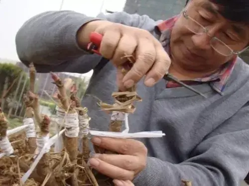 盆栽牡丹花的嫁接方法-育苗 | 观赏牡丹嫁接技术