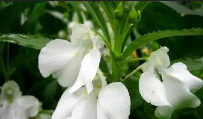 凤仙花花语传说有哪些？