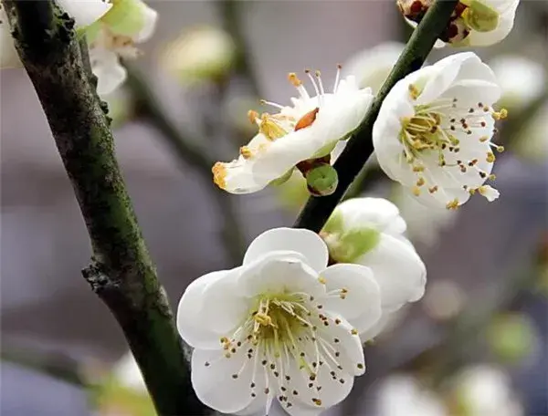 绿梅花和白梅花一样吗 绿梅的花期和花语