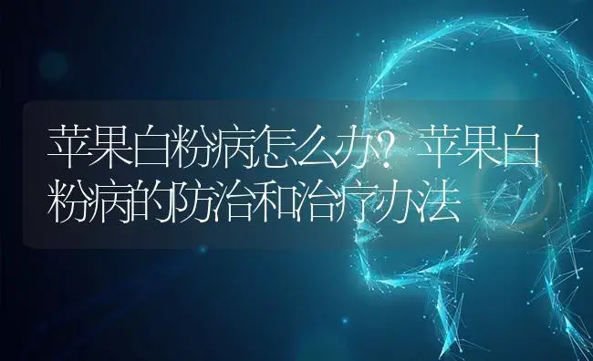 苹果白粉病怎么办？苹果白粉病的防治和治疗办法 | 果木种植