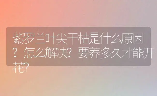 紫罗兰叶尖干枯是什么原因?怎么解决?要养多久才能开花？ | 绿植常识