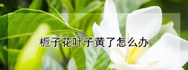 栀子花叶子黄了怎么办