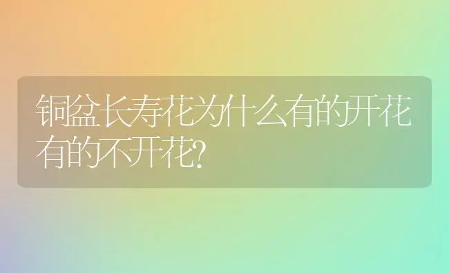 铜盆长寿花为什么有的开花有的不开花？ | 多肉养殖