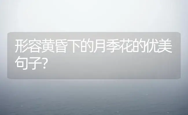 形容黄昏下的月季花的优美句子？ | 绿植常识