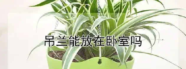 吊兰能放在卧室吗