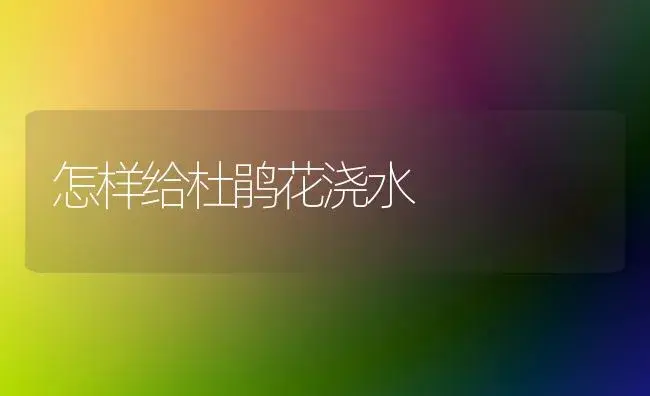 怎样给杜鹃花浇水 | 家庭养花