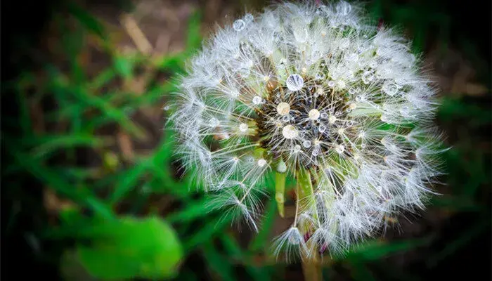 蒲公英的花语