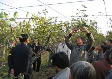 盆栽修剪 | 梨树修枝缩剪技术