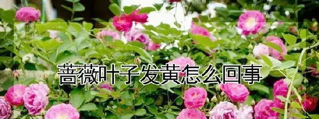 蔷薇叶子发黄怎么回事