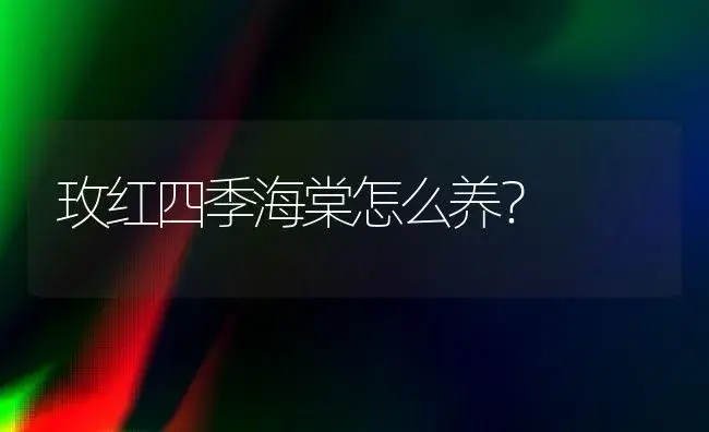 玫红四季海棠怎么养？ | 绿植常识