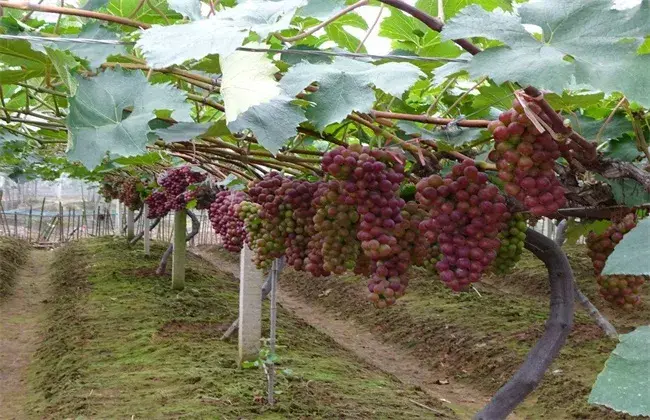 怎样提升葡萄的坐果率