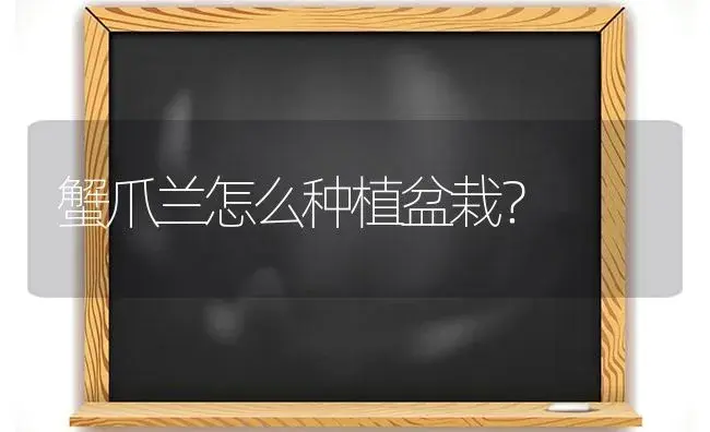 蟹爪兰怎么种植盆栽？ | 多肉养殖