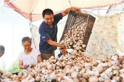 云南省会泽县：朵朵姬松茸 拓宽增收路