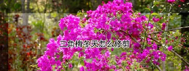 三角梅冬天怎么修剪