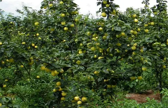 鸭梨怎样栽培