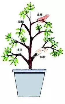 栀子花怎么修叶子？