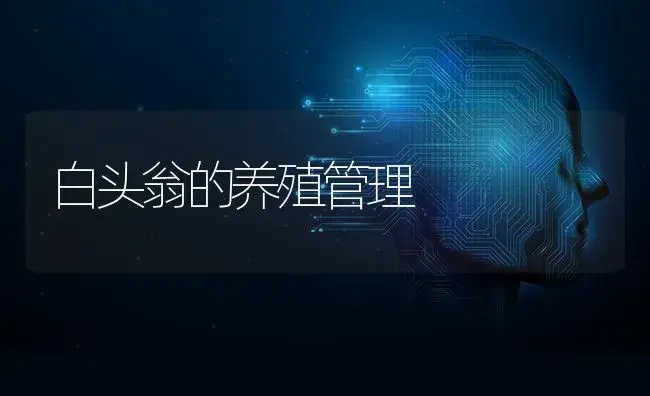 白头翁的养殖管理 | 特种种植