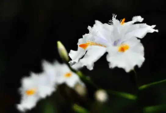 鸢尾花有哪几种颜色？不同颜色的鸢尾花花语有哪些？