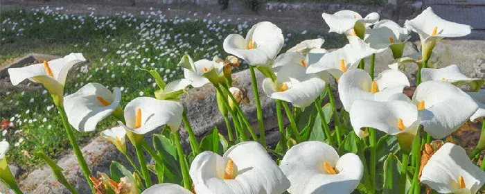 马蹄莲花语是什么意思 马蹄莲的花语