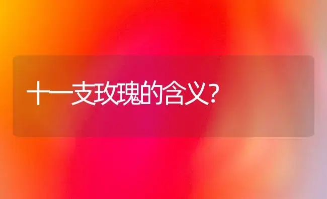 十一支玫瑰的含义？ | 绿植常识