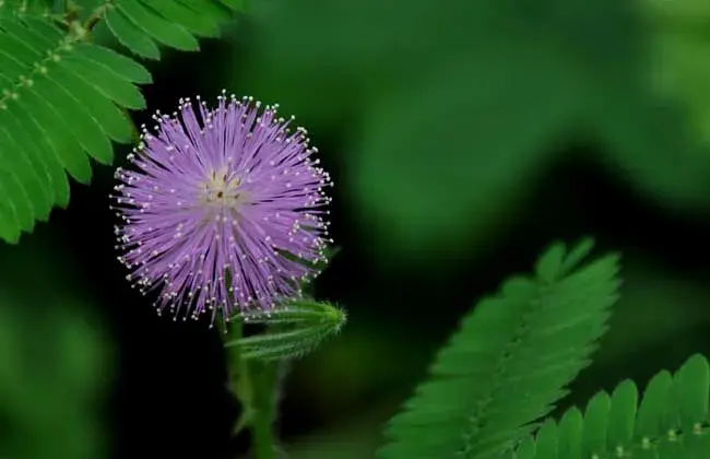 含羞草的花语和传说