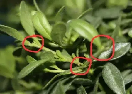 盆栽修剪 | 盆栽打顶摘心的方法