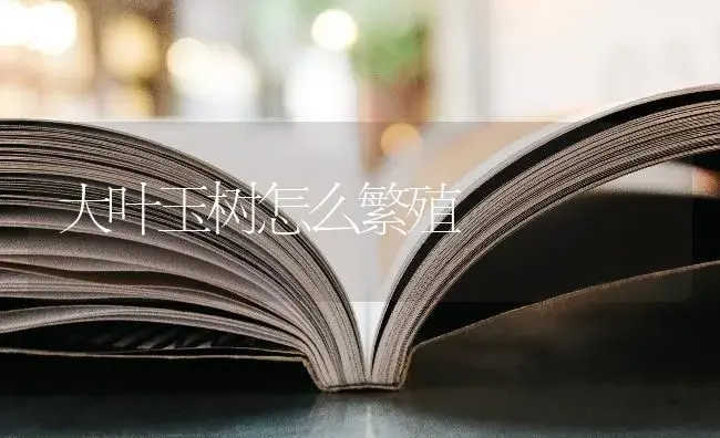 大叶玉树怎么繁殖 | 多肉养殖
