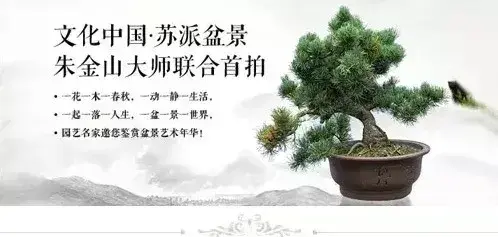 苏派盆景 | 文化中国·苏派盆景大师联合首拍作品