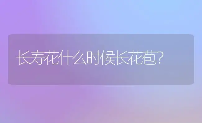 长寿花什么时候长花苞？ | 多肉养殖