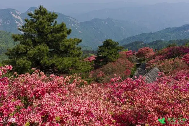 映山红花语箴言：爱的喜悦，永远属于你