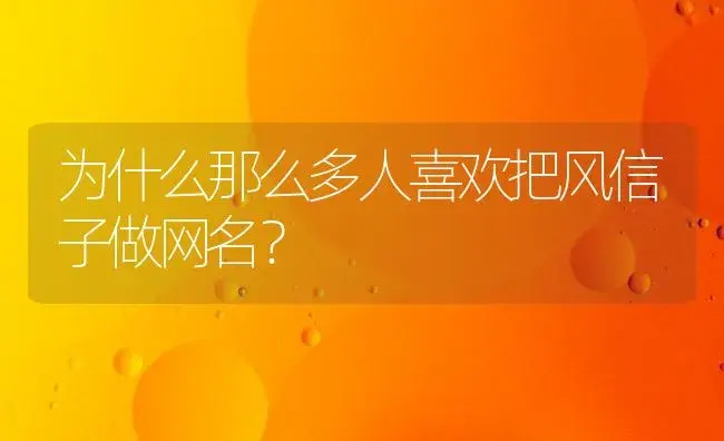 为什么那么多人喜欢把风信子做网名？ | 绿植常识