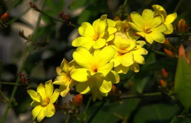 如何延长迎春花花期