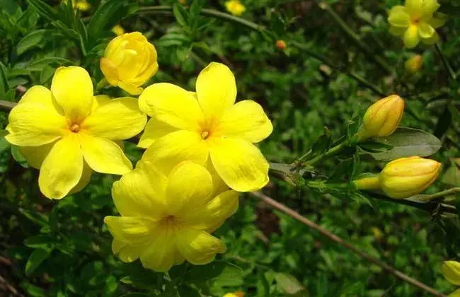 迎春花什么时候开花，迎春花花语是什么