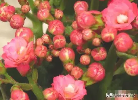 怎么养好长寿花？